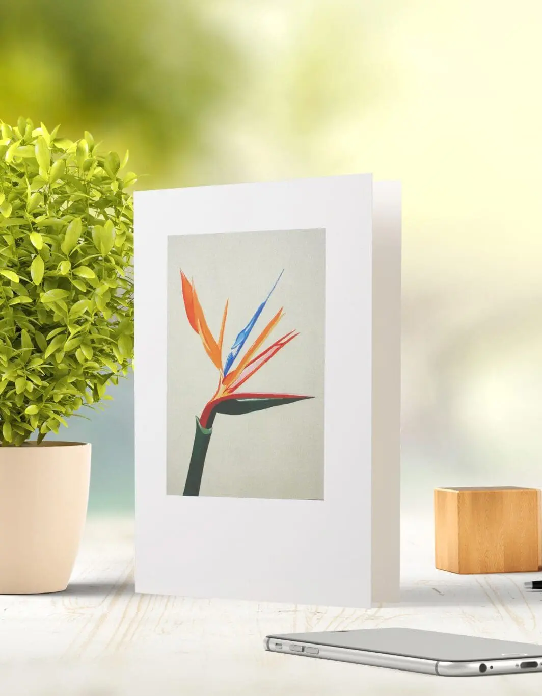 Carol Phillips - Professional Artist | White Rectangle Fine Art