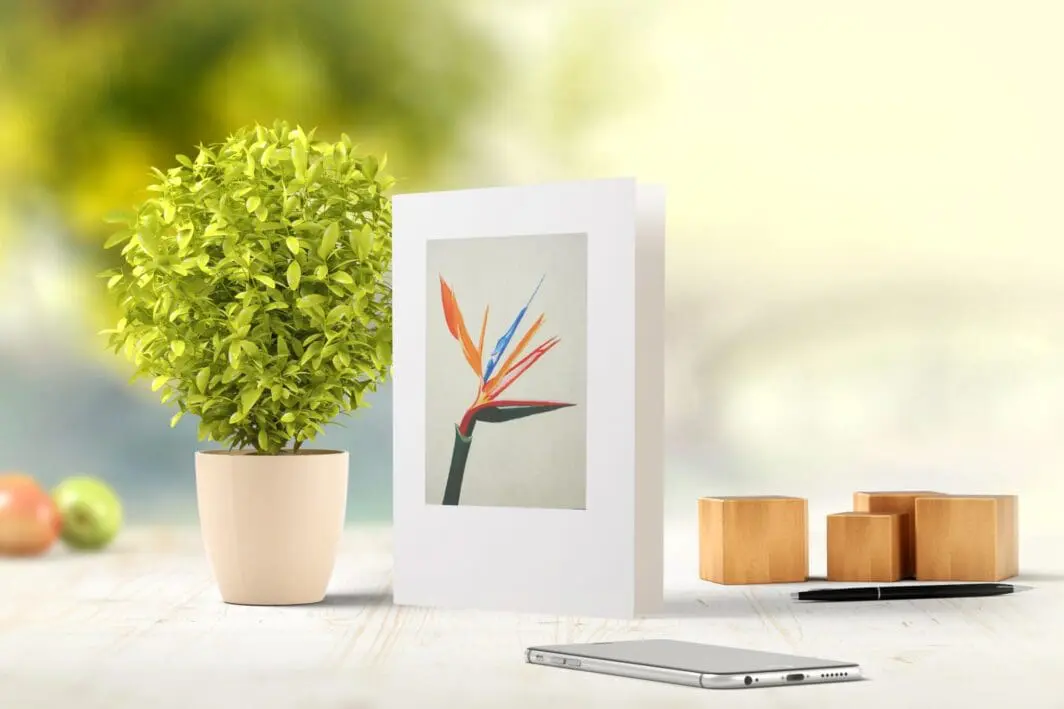 Carol Phillips - Professional Artist | White Rectangle Fine Art